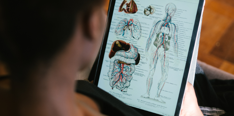 Una dona consultant continguts digitals d'anatomia