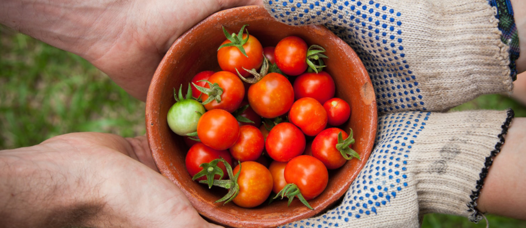 Four hands holding a bowl of tomatoes