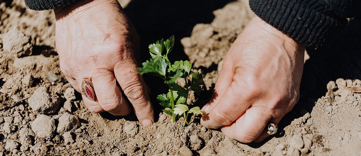 Una persona plantant una planta petita