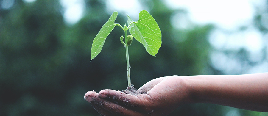 One hand holding a little plant