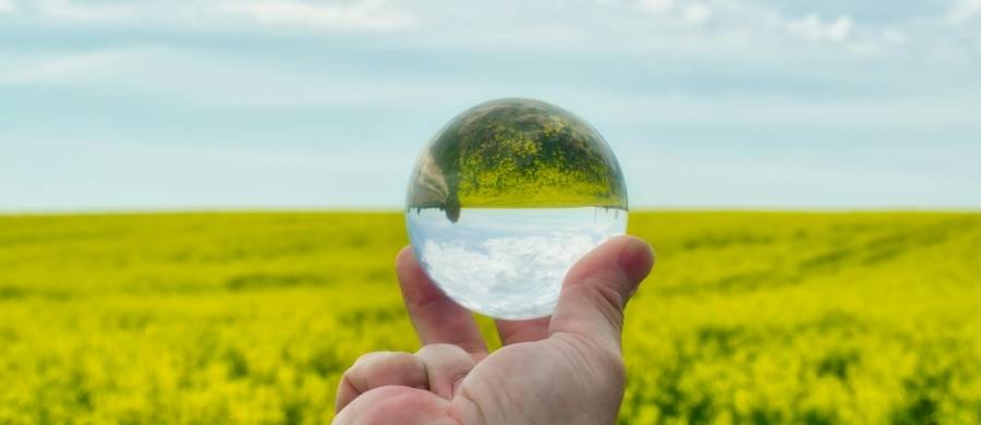Una mano sostiene una bola de cristal transparente en medio de un campo florido de color amarillo. Una mano sostiene una bola de cristal transparente en medio de un campo florido de color amarillo.