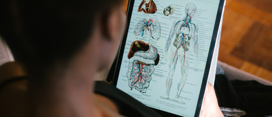Una dona consultant continguts digitals d'anatomia
