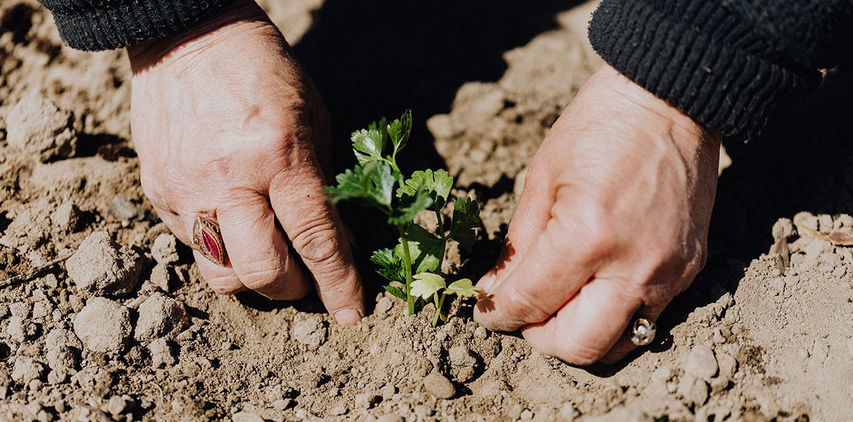 Una persona plantant una planta petita